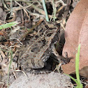 Cane Toad