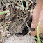 Cane Toad