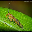 Scorpion Fly