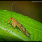 Scorpion Fly