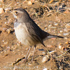 Bluethroat; Pechiazul