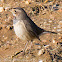 Bluethroat; Pechiazul