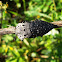 Peach Flatheaded Rootborer / Žilogriz