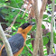 Snowy-crowned Robin-chat