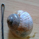 Burgundy Snail