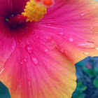 Chinese Hibiscus, Rose of China(الوردة الصينية )