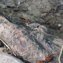 Firebug adult
