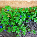 Blue pimpernell