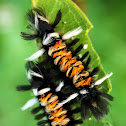 Milkweed Tussock Caterpillar
