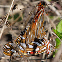 Gulf Fritillary (mating)