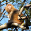 Rhesus macaque