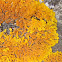 Orange lichen