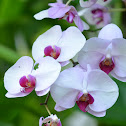 Moth Orchid