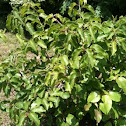Kiwi Tree