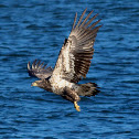 Bald Eagle (Immature)