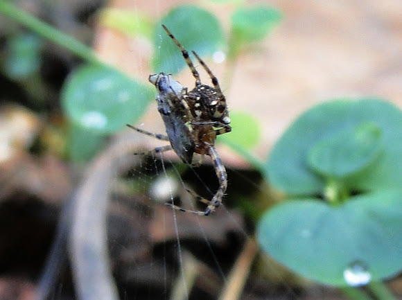 Spotting Image 1