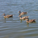 Mallard