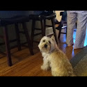 Maggie