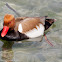 Red-crested pochard (male)