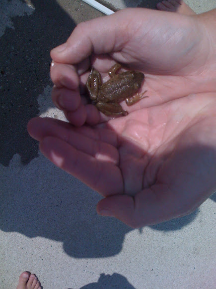 Spotting Image 1