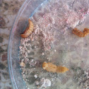 Mealworms