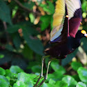 Jacana en vuelo (Jacana Centroamericana)