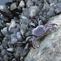 Crab