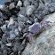 Crab