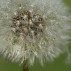 Dandelion Seed Flower