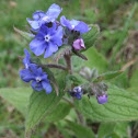 Green Alkanet