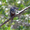 Giant Kingfisher