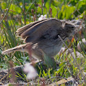 Thekla Lark; Cogujada Montesina