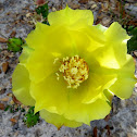 Pricklypear
