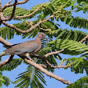 Laughing Dove, Palmtaube