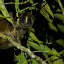 Sunda Slow Loris