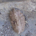 Chrysalis