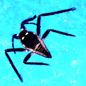 Water Strider