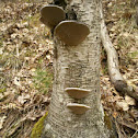 Alder Bracket