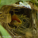 Golden-bellied Gerygone chick