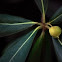 Japanese Pittosporum