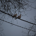 Eurasian Collared Dove