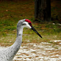 Sandhill Crane