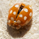 Calvia quatuordecimguttata (Blattfloh-Marienkäfer)