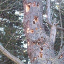 Wood pecker holes