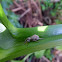 Vine Weevil