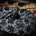 pygmy rattlesnake