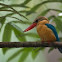 StorkBill Kingfisher