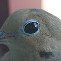 Mourning Dove