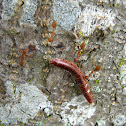 Weaver Ants