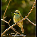 Green Bee-eater